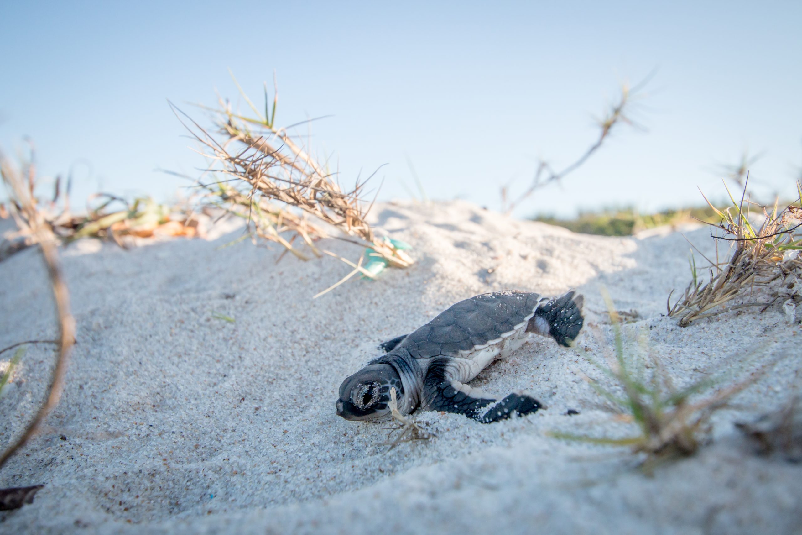 Baby Green sea turtle on the beach.