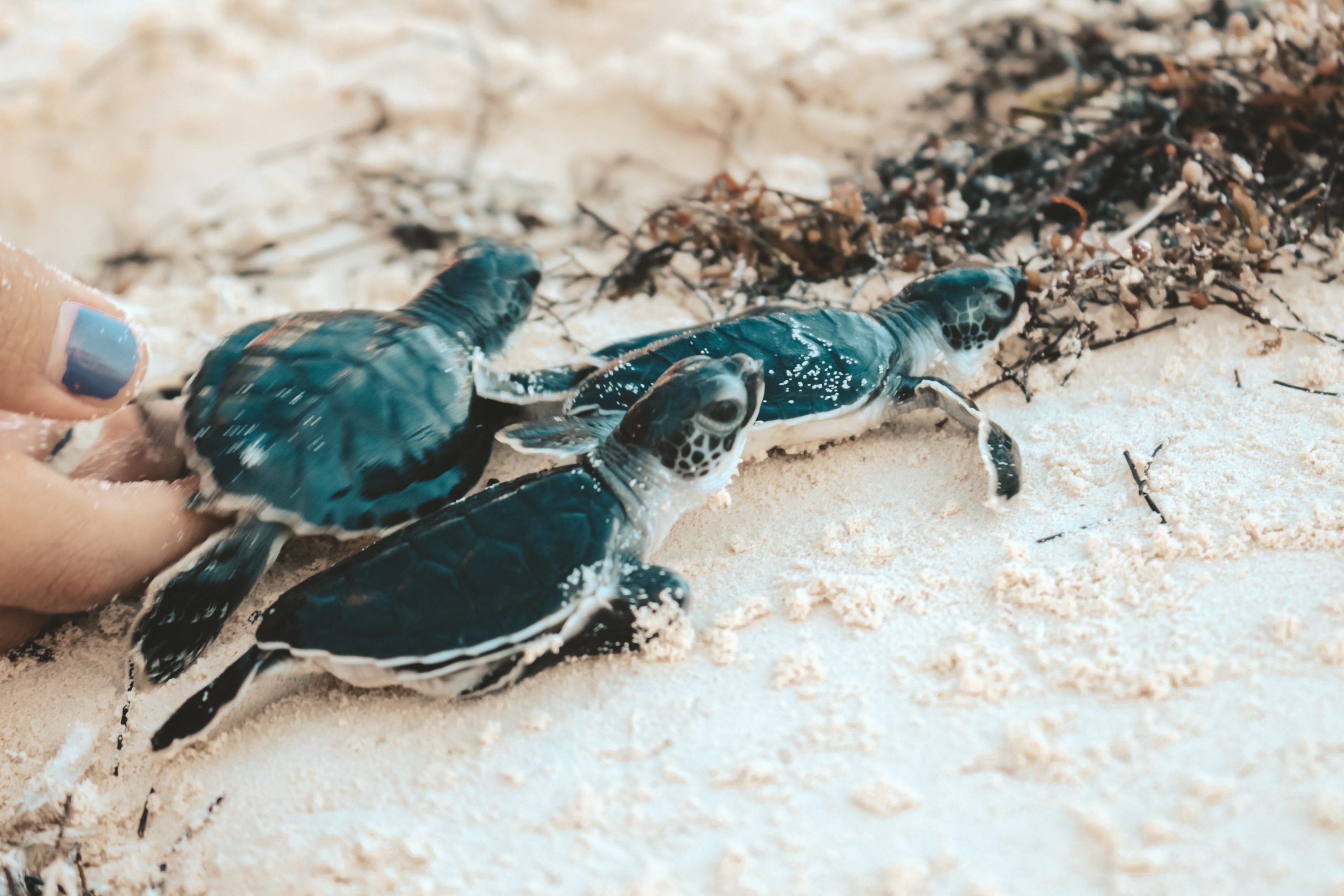 baby-turtle-going-to-the-sea-2024-10-11-18-17-13-utc