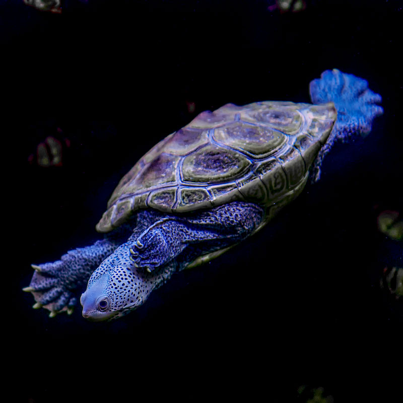 diamondback-terrapin-001-SQ-2 image of a diamondback terrapin diving in the water