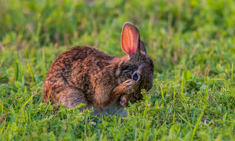 galveston-swamp-rabbit-02-hb image of a swamp rabbit washing his face