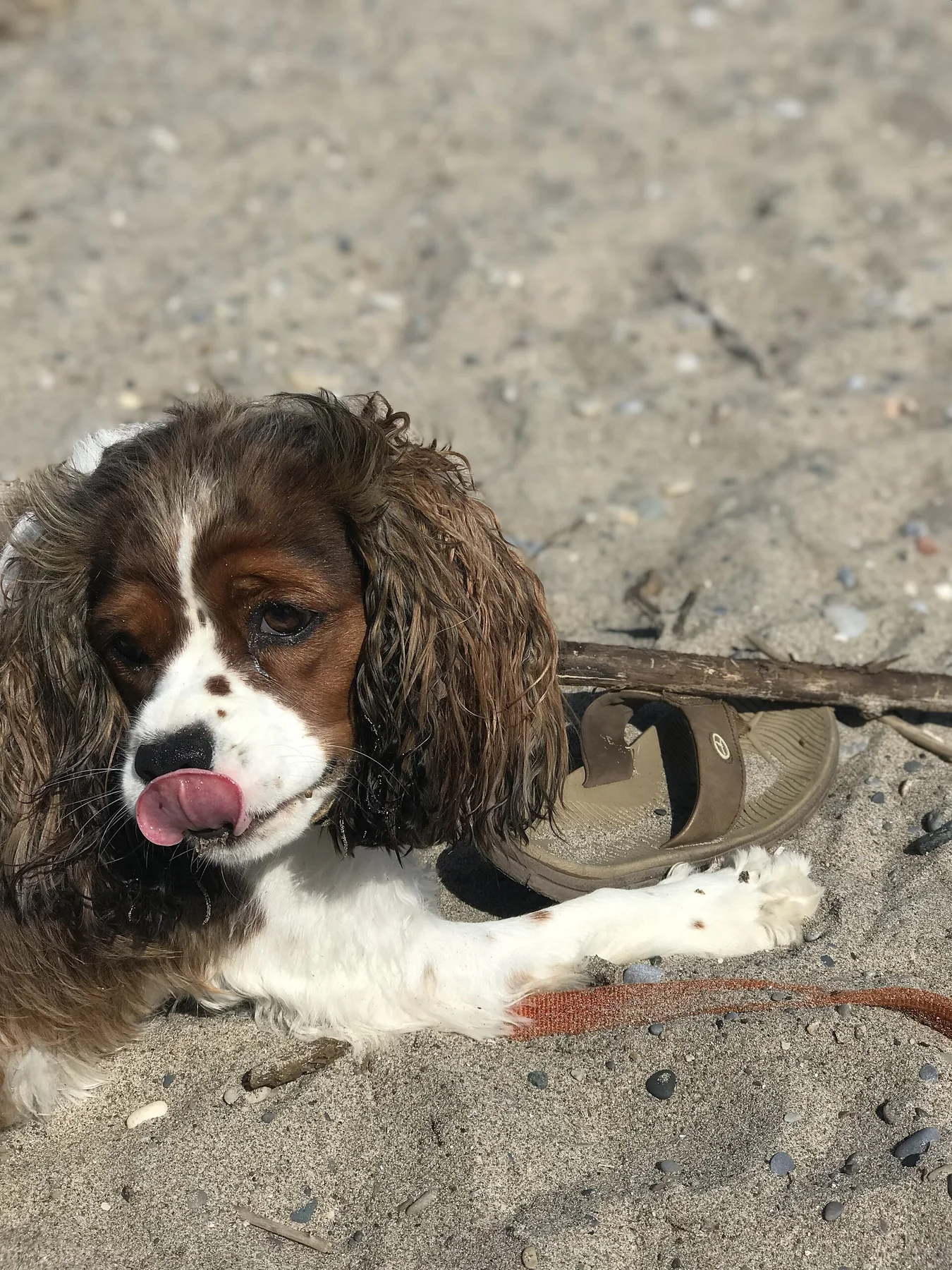 A dog standing on a sandy beach