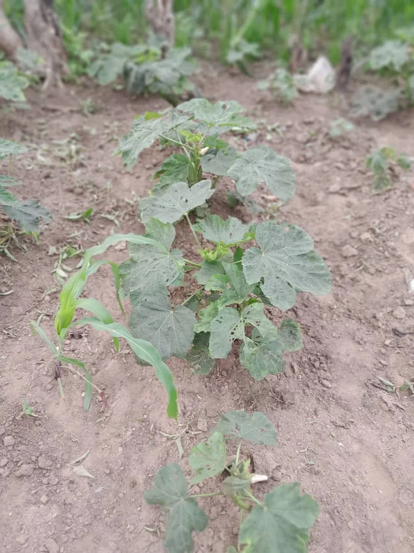 An okra plant with green pods