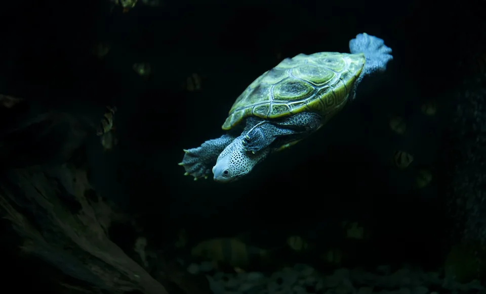A diamondback terrapin swims through a dark brackish channel