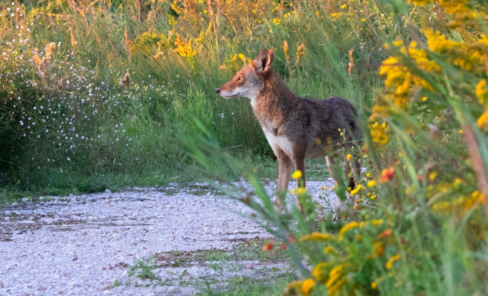 A Ghost Wolf stands among goldenrod and cordgrass on Galveston Island
