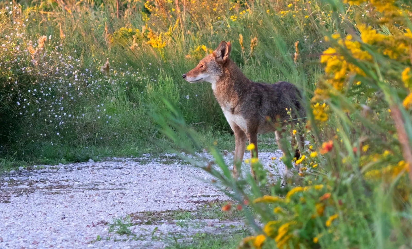 A Ghost Wolf stands among wildflowers and cordgrass on Galveston Island