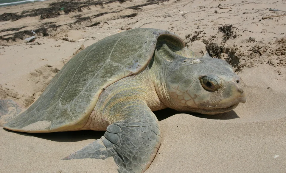 A Kemp’s ridley sea turtle rests on a Galveston beach