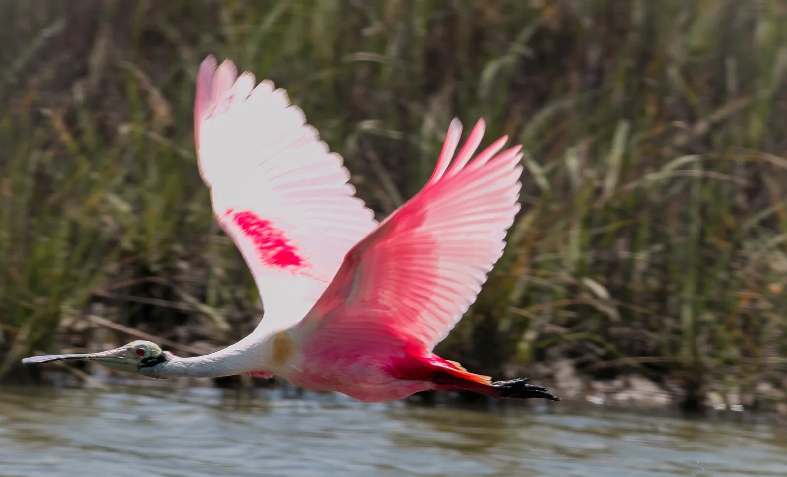 A roseate spoonbill flies low over the dark West End marsh