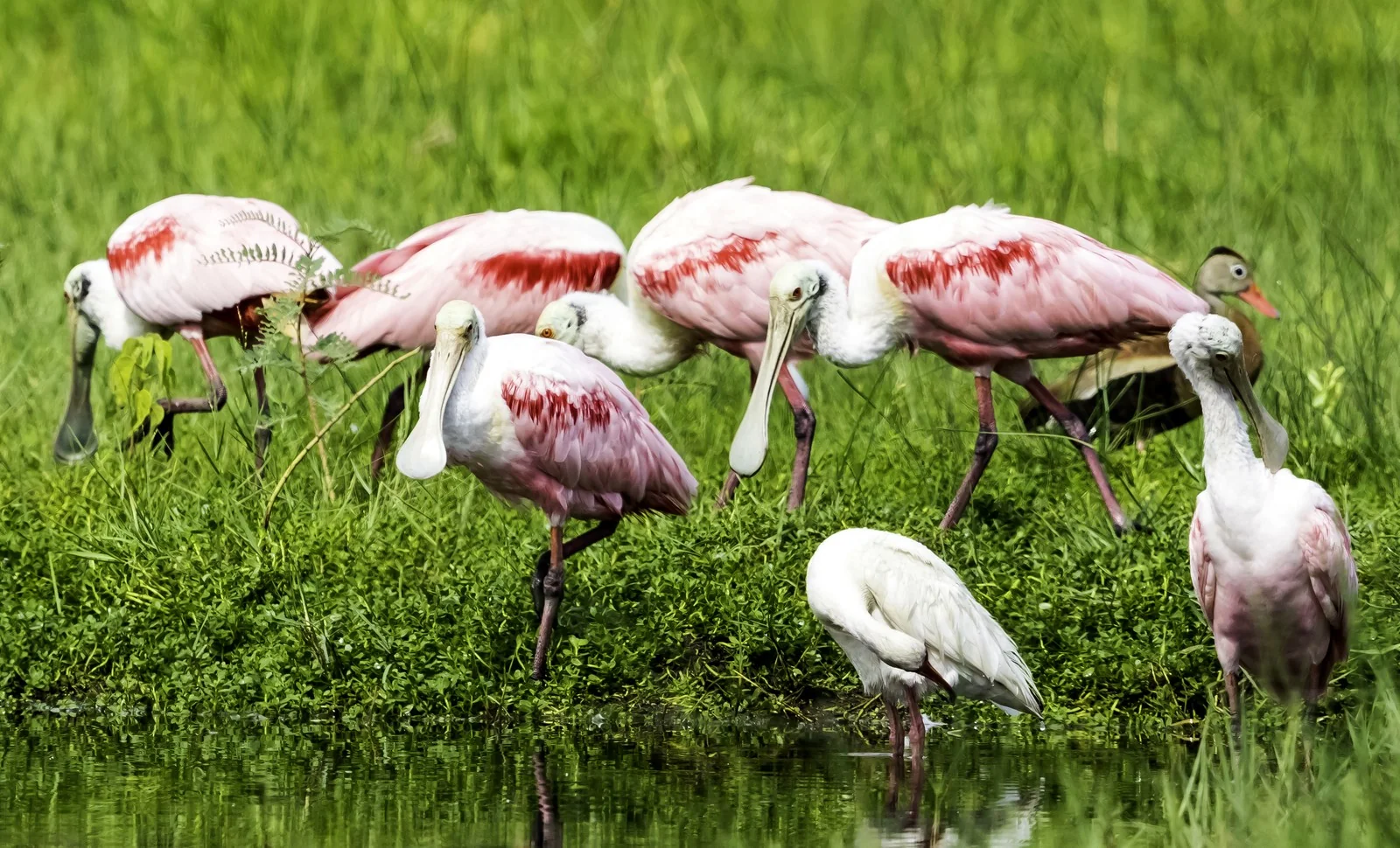 Roseate spoonbills and white ibis feed at a bright green marsh edge