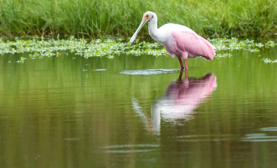A roseate spoonbill and its reflection in green West Bay water