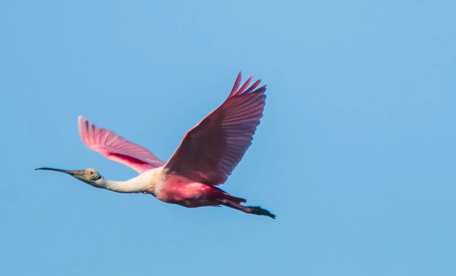 A lone roseate spoonbill flies through a wide Gulf sky