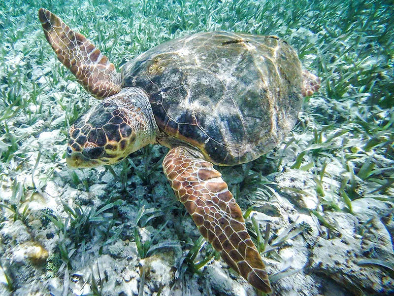 A sea turtle swimming over seagrass