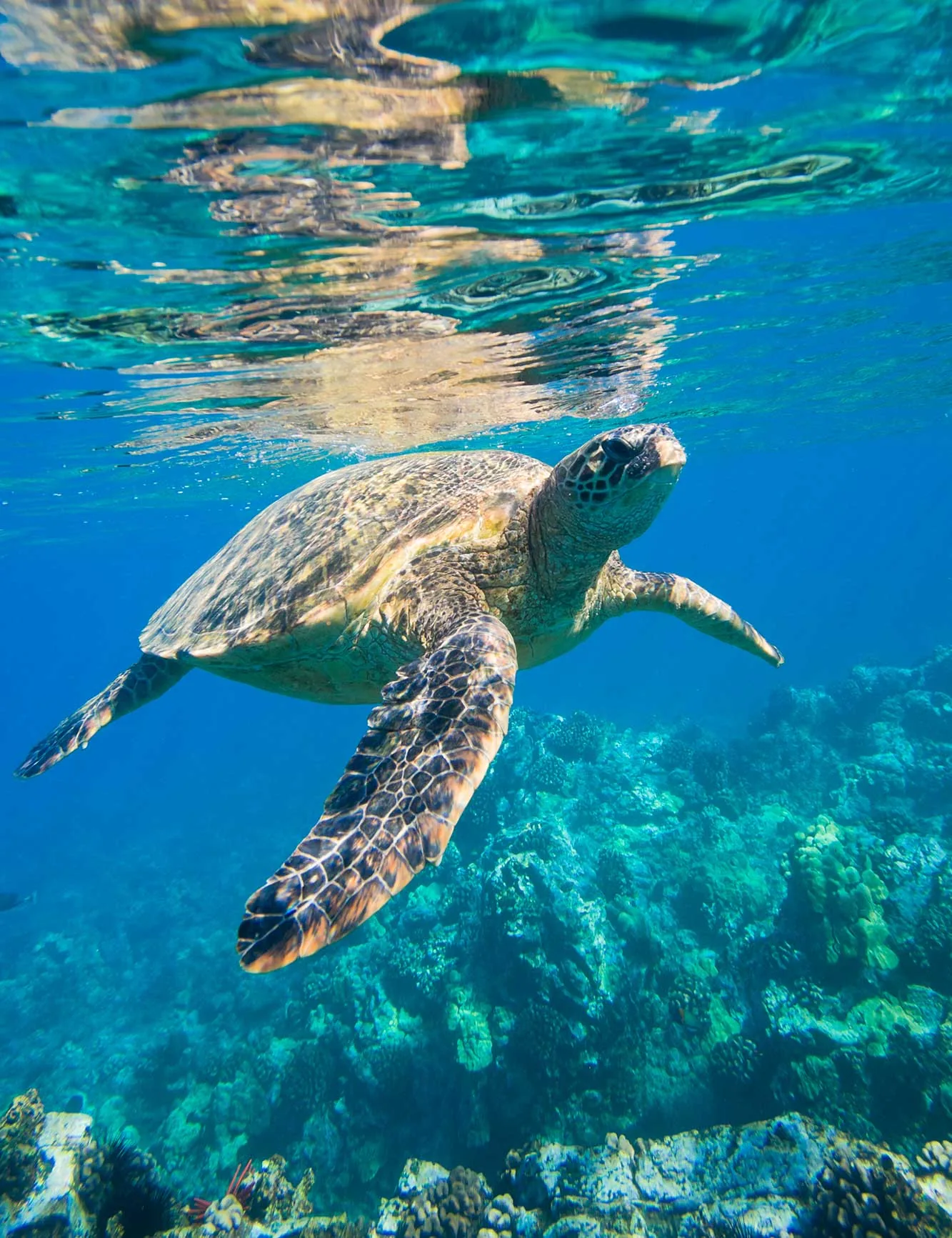 The Secret Life of Sea Turtles (and How to Respect It)