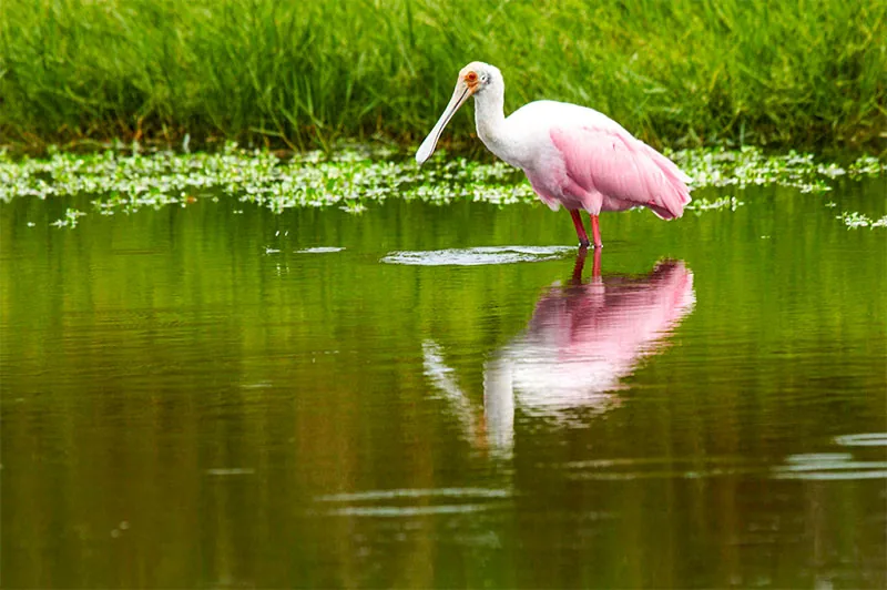 Roseate spoonbill feeding in a Galveston wetland