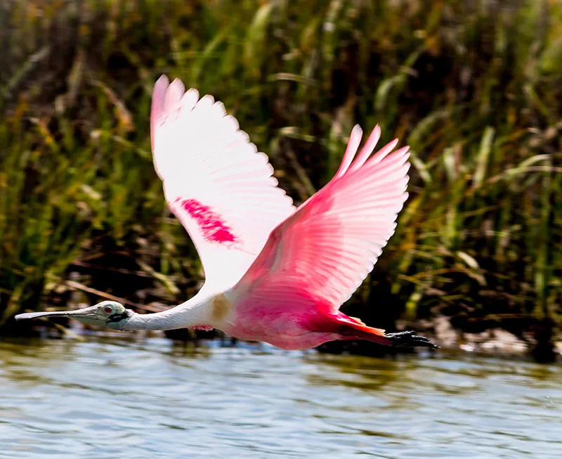 A roseate spoonbill flying low over a coastal wetland.