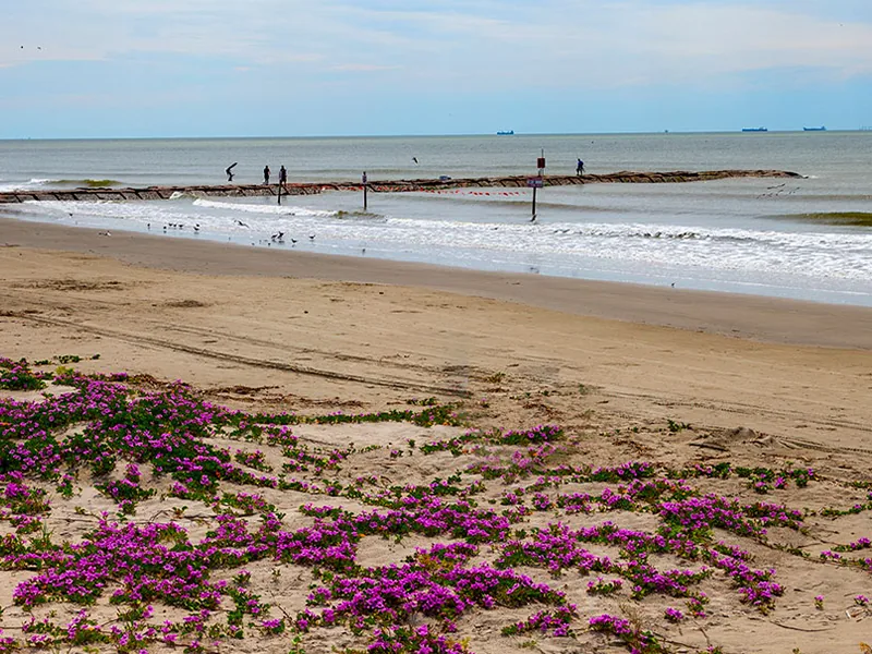 Galveston beach, Gulf water and flowering dune vegetation