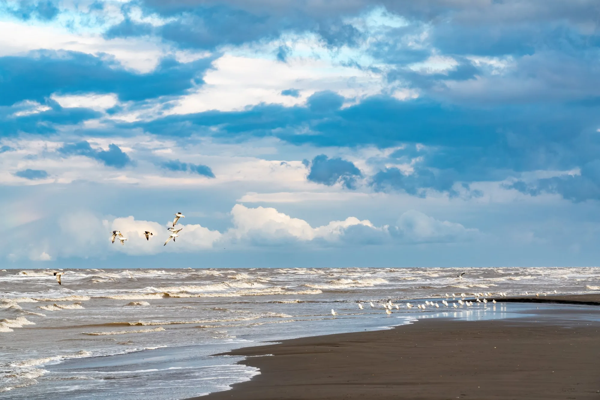 Seagulls along a wind-roughened shoreline beneath heavy clouds.