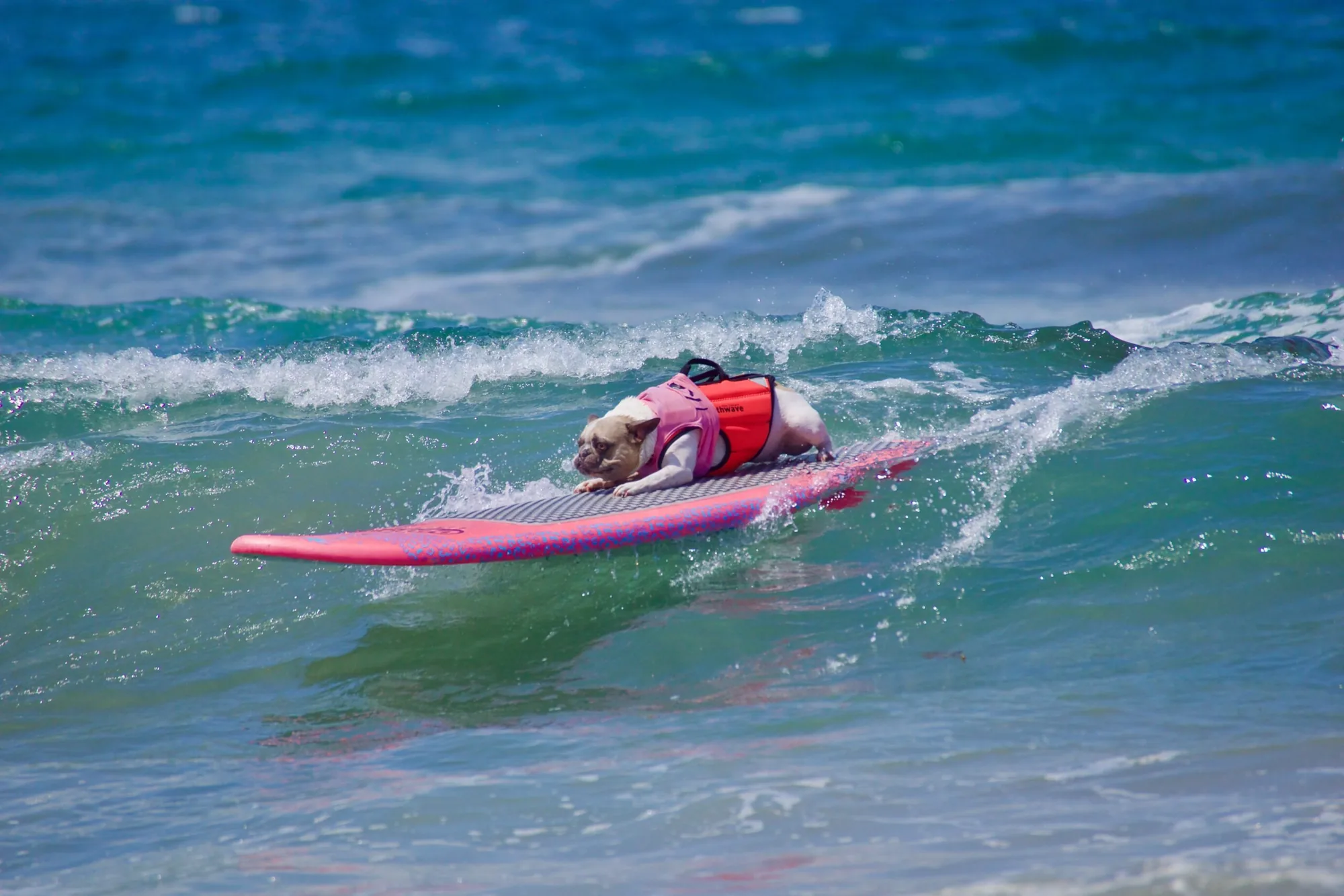 13th Annual Ohana Surf Dogs Competition