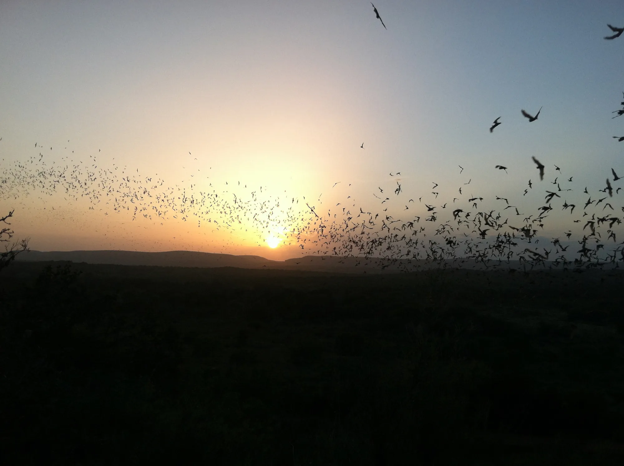 Mexican free-tailed bats silhouetted against a Texas sunset.