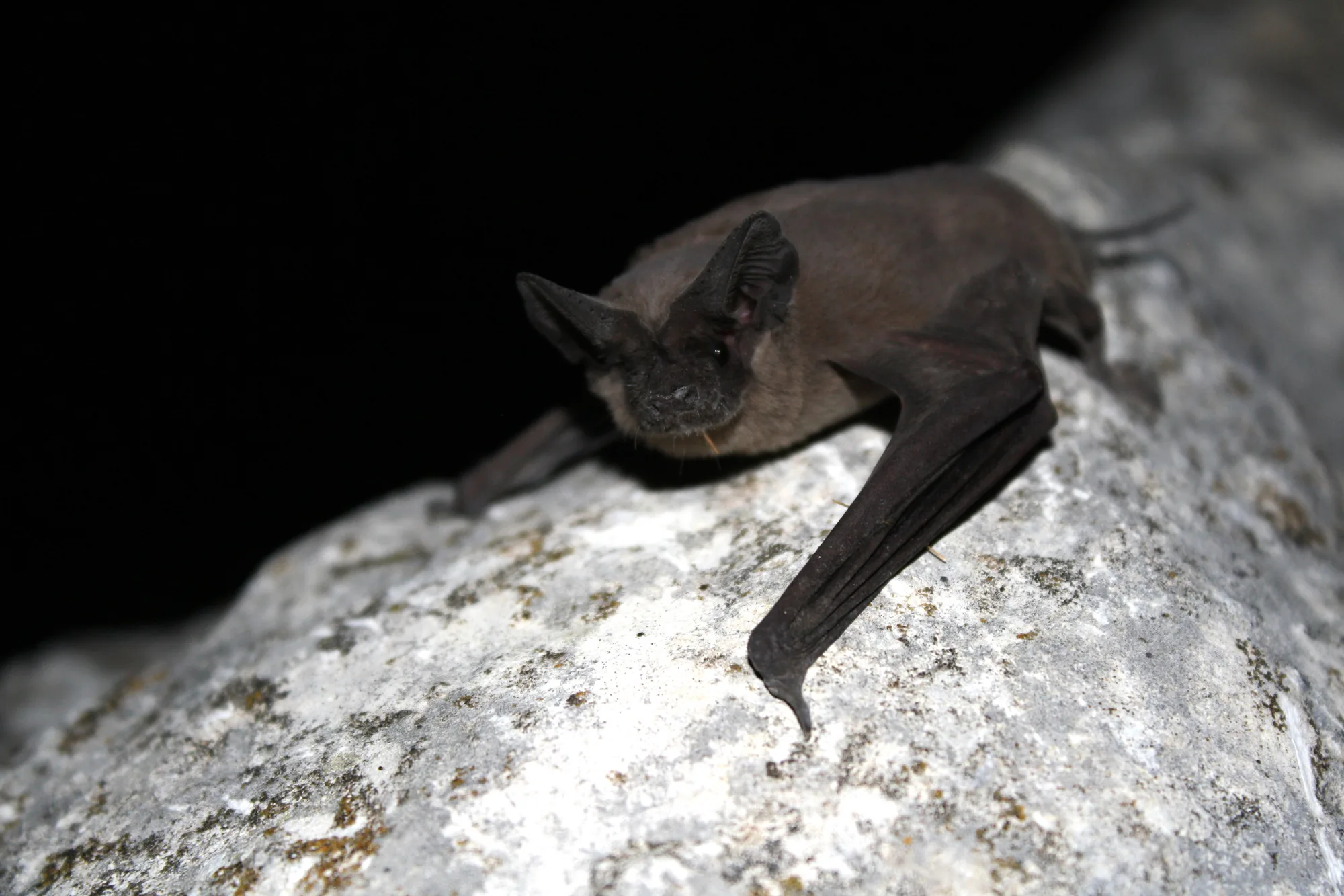 A Mexican free-tailed bat at Bracken Bat Cave in Texas.