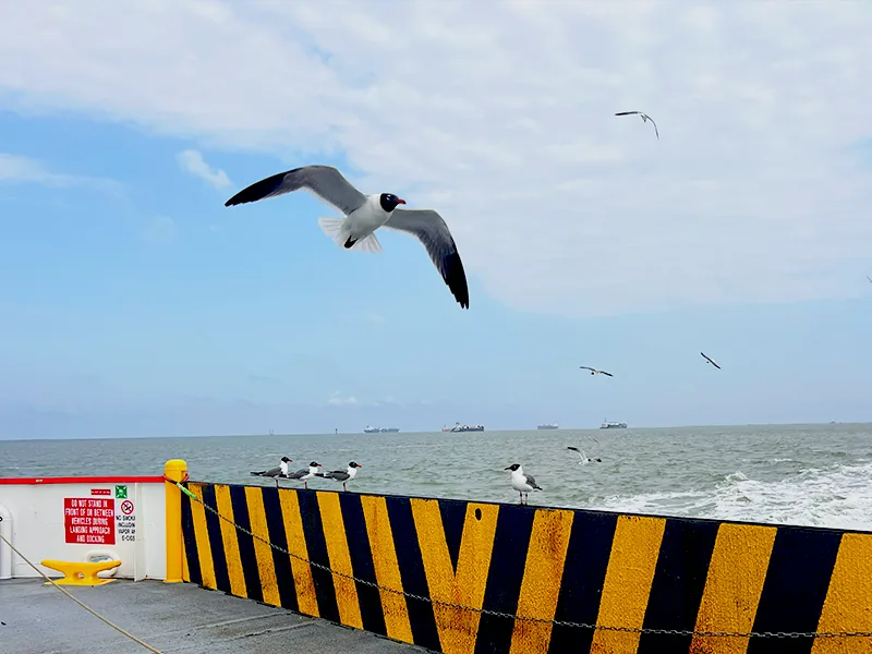 A laughing gull over the working waterfront from a Galveston ferry