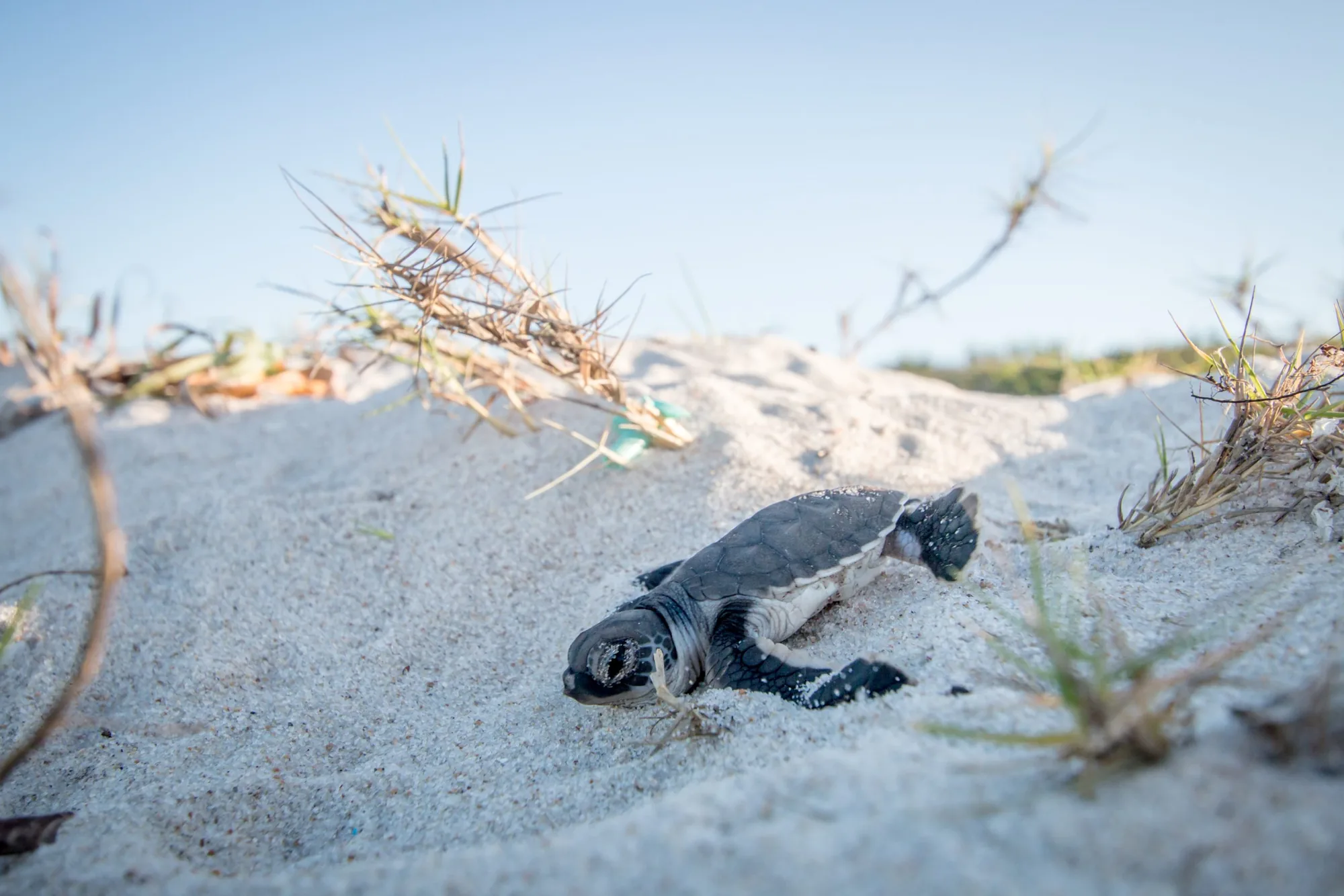 The Secret Life of Sea Turtles (and How to Respect It)