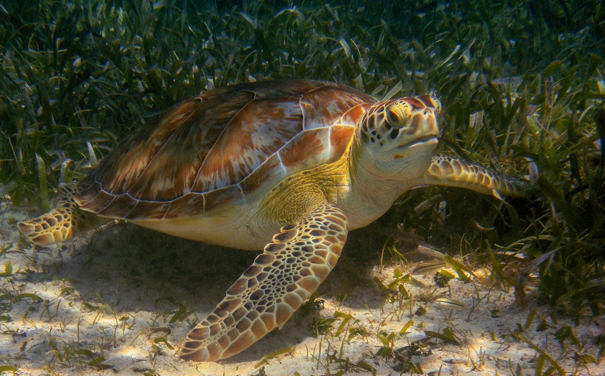 The Secret Life of Sea Turtles (and How to Respect It)
