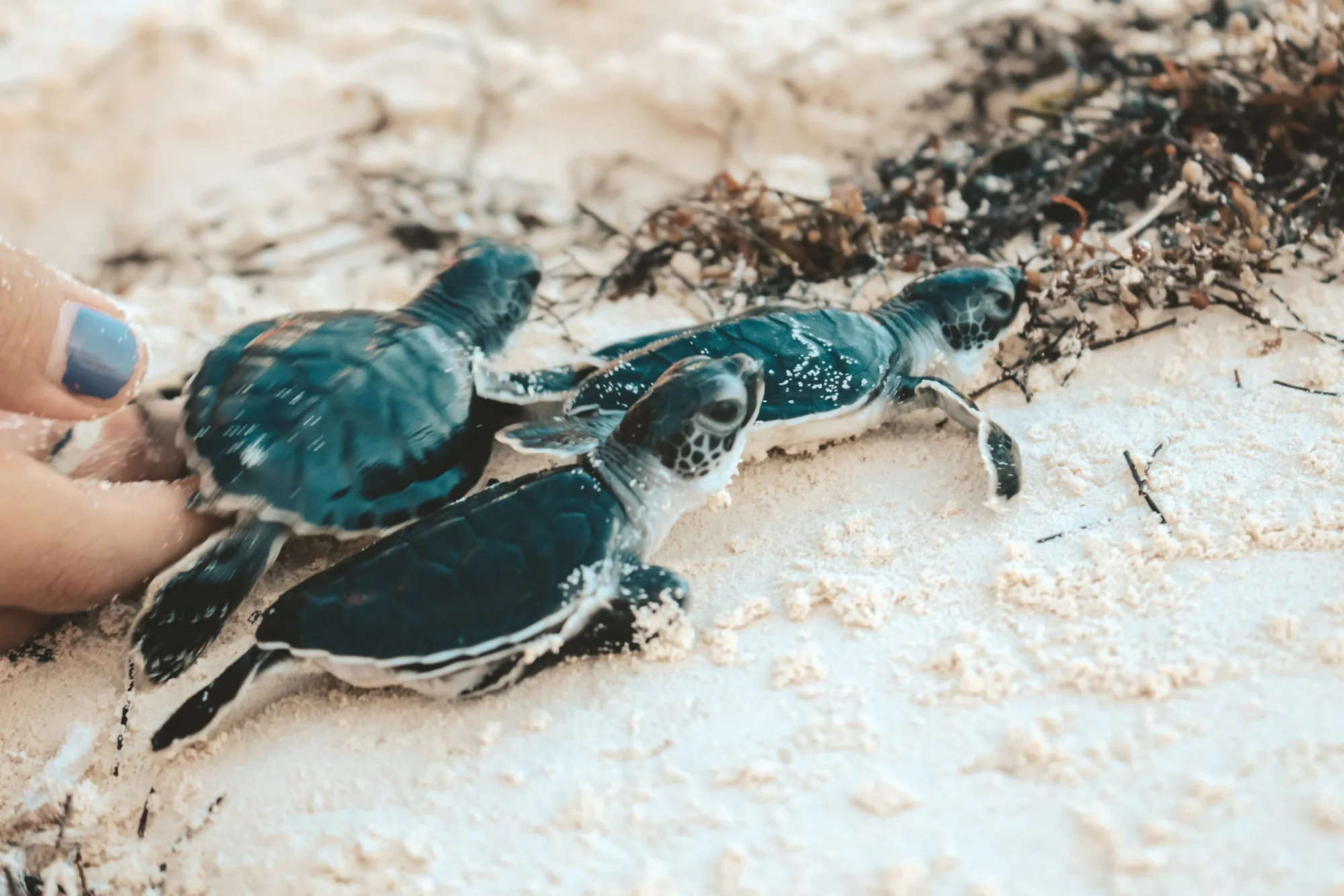 Newly hatched sea turtles moving across a sandy beach