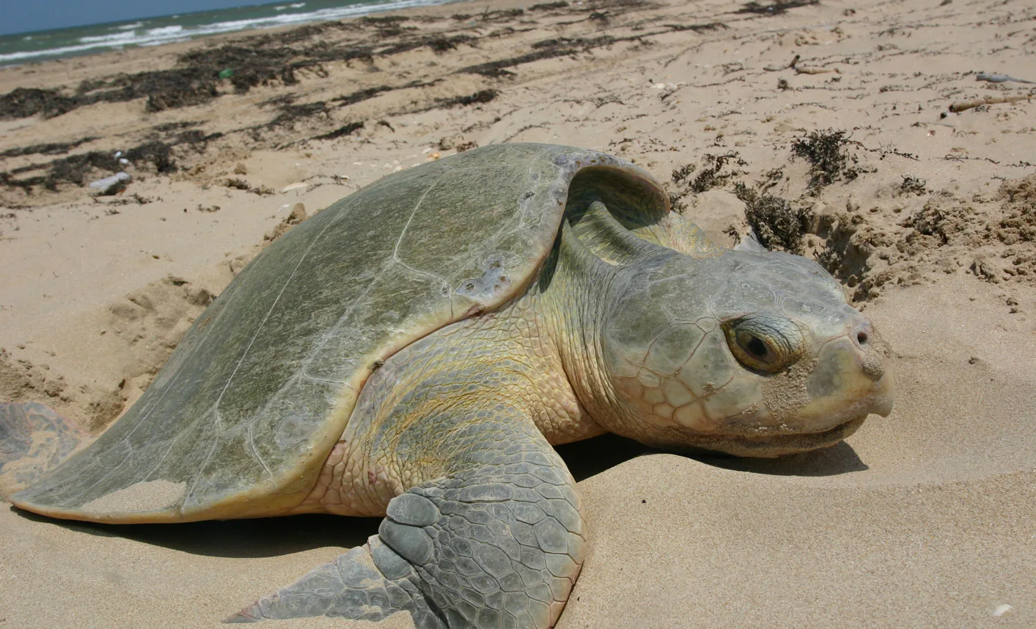 A sea turtle resting on a sandy shoreline