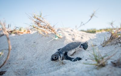 The Secret Life of Sea Turtles (and How to Respect It)