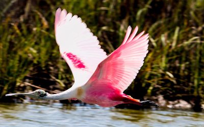 BOI: Galveston’s Wildest Natives