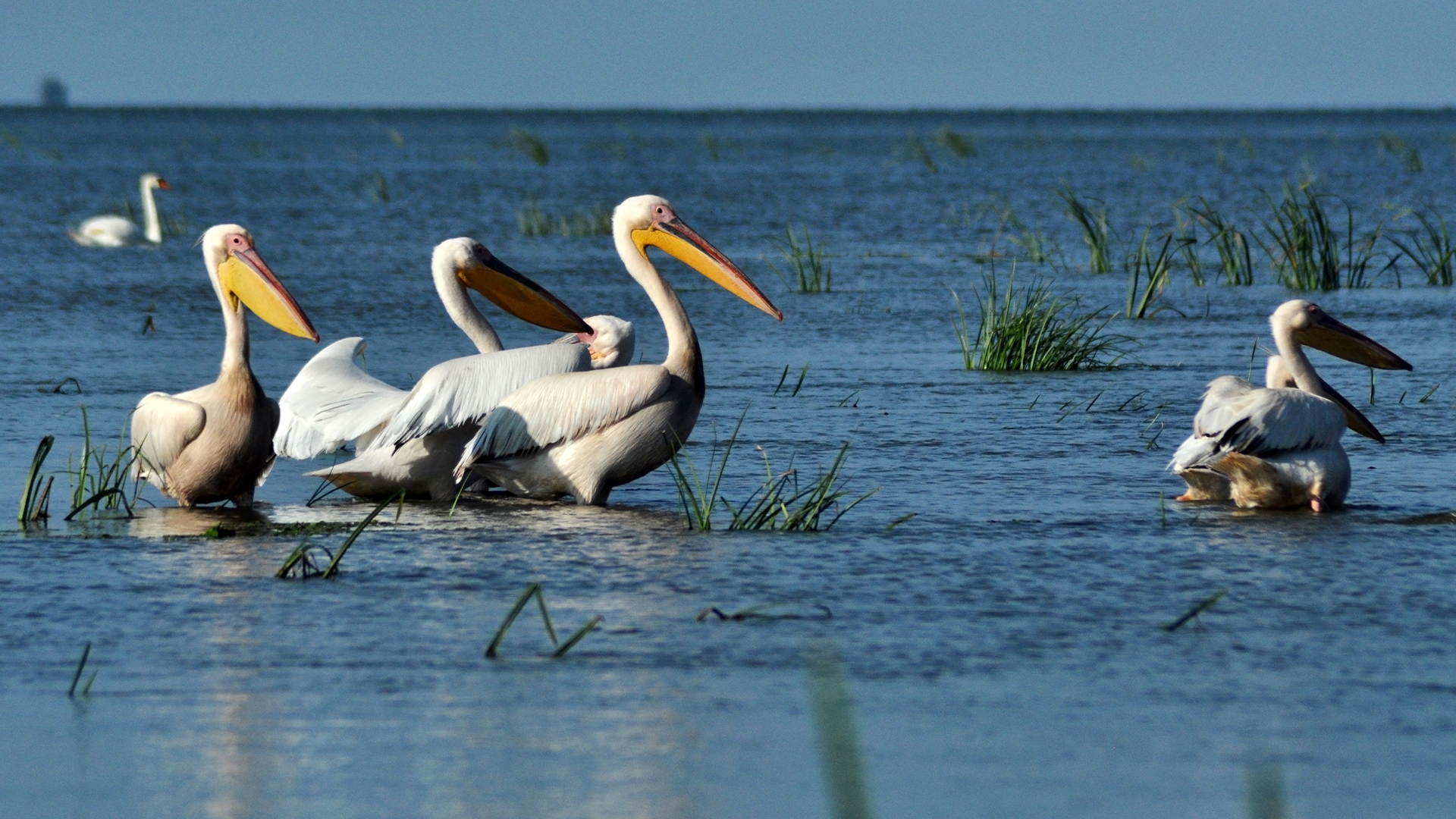 Gulf-Coast-Bird-Observatory Great White Pelicans - Gulf Coast Bird Observatory