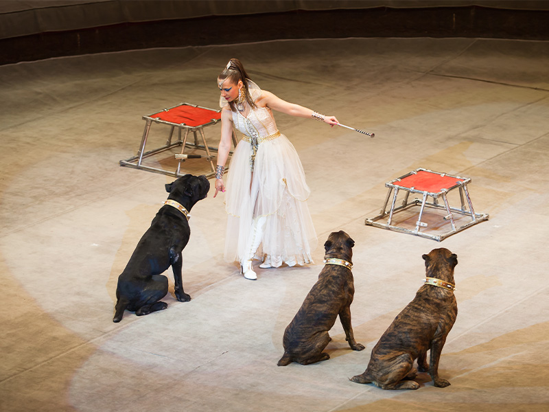 Mutts Gone Wild Mutts Gone Nuts - Unleashed!