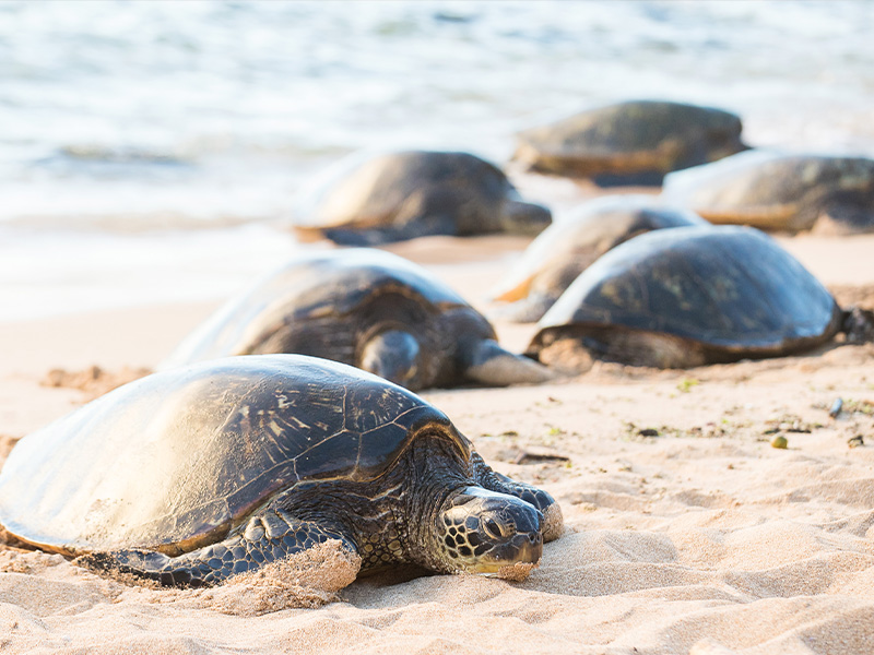 The 4th Annual Hatchling Hustle