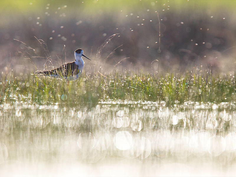 Featherfest and Nature Photography