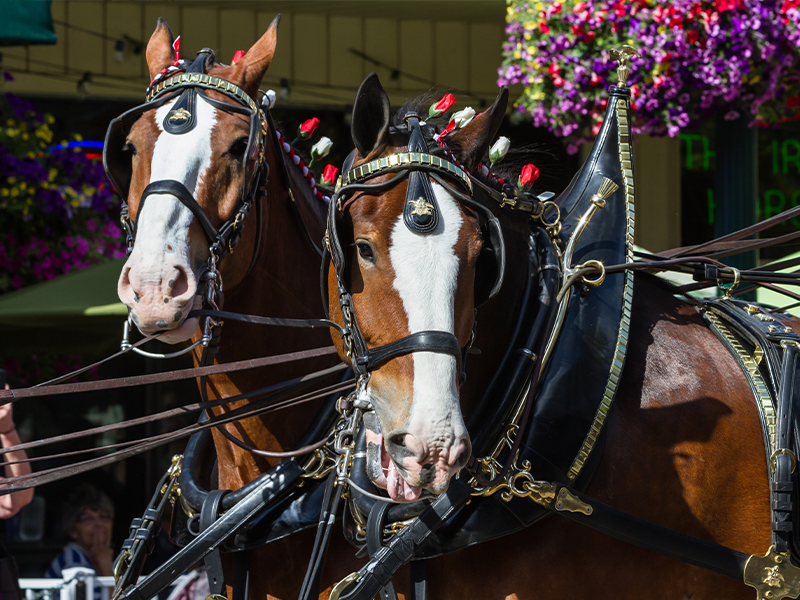 Kentucky Derby Watch Party